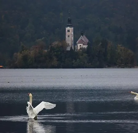 Vltava * Bled